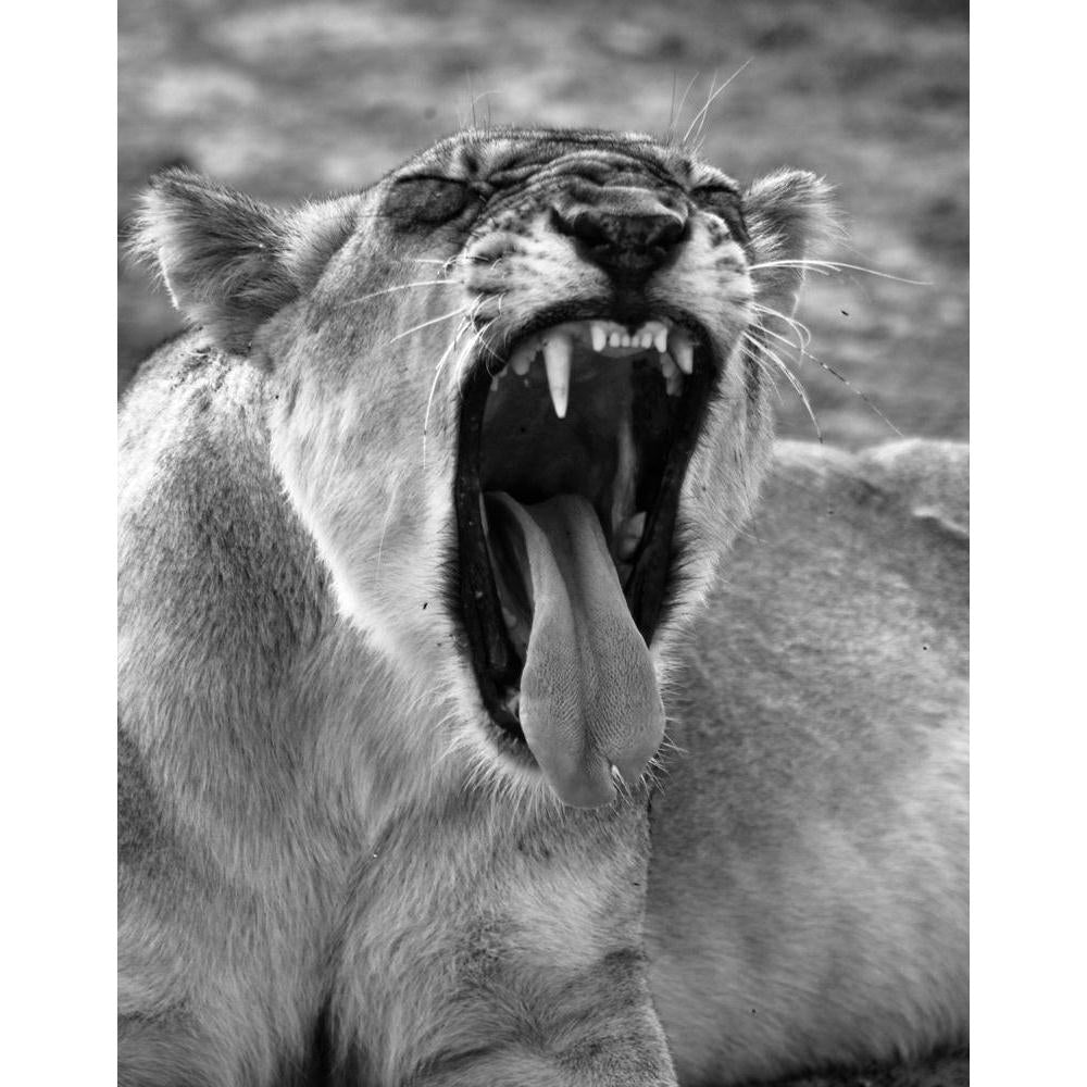 Wild African Lion Canvas Painting Synthetic Frame-Paintings MDF Framing-AFF_FR-IC 5003731 IC 5003731, African, Animals, Family, Nature, Scenic, Wildlife, wild, lion, canvas, painting, synthetic, frame, africa, animal, beautiful, big, five, carnivore, cat, dangerous, east, endangered, feline, female, hunter, king, large, mammal, national, park, outdoors, predator, roar, safari, savanna, wilderness, artzfolio, wall decor for living room, wall frames for living room, frames for living room, wall art, canvas pa