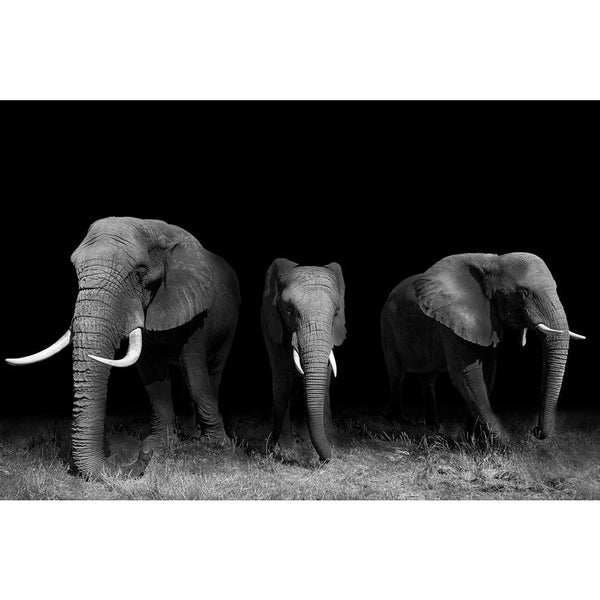 Wild African Elephants Unframed Paper Poster-Paper Posters Unframed-POS_UN-IC 5003732 IC 5003732, African, Animals, Automobiles, Black, Black and White, Nature, Scenic, Transportation, Travel, Vehicles, White, Wildlife, wild, elephants, unframed, paper, wall, poster, africa, animal, big, botswana, conservation, elephant, endangered, herbivore, huge, ivory, large, loxodonta, mammal, pachyderm, safari, strong, tourism, tourist, trunk, tusks, artzfolio, posters, wall posters, posters for room, posters for room