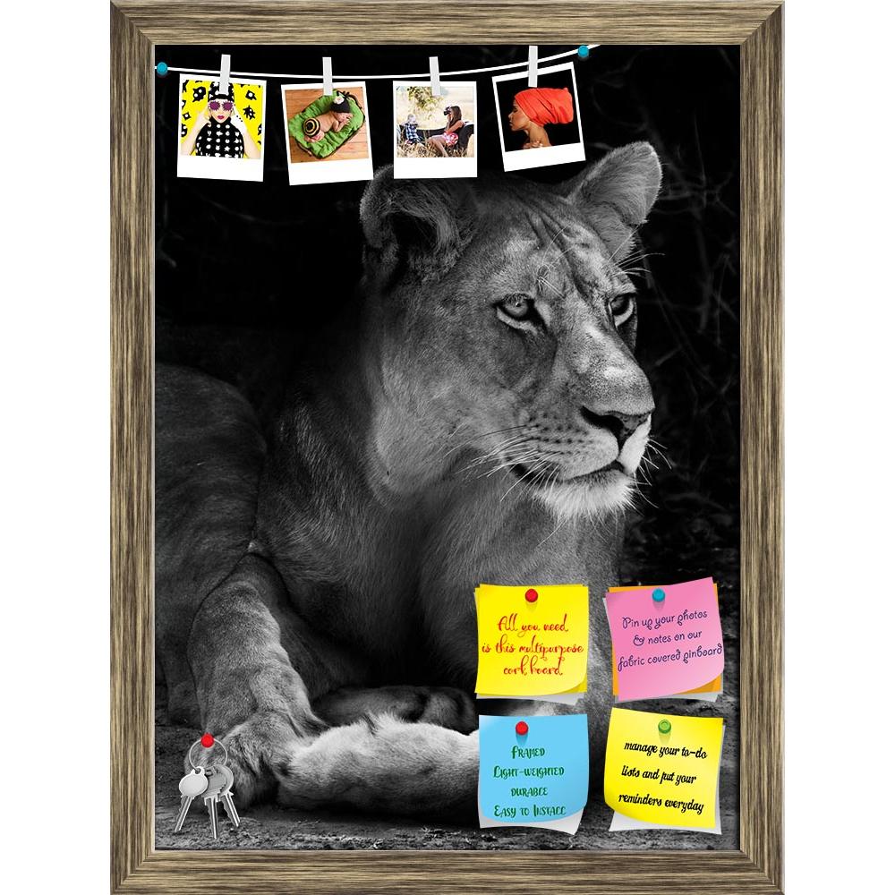 ArtzFolio Wild African Lion D2 Printed Bulletin Board Notice Pin Board Soft Board | Framed-Bulletin Boards Framed-AZSAO30716562BLB_FR_L-Image Code 5003733 Vishnu Image Folio Pvt Ltd, IC 5003733, ArtzFolio, Bulletin Boards Framed, Animals, Photography, wild, african, lion, d2, printed, bulletin, board, notice, pin, soft, framed, resting, shade, africa, animal, beautiful, big, five, carnivore, cat, dangerous, east, endangered, family, feline, female, hunter, king, large, mammal, national, park, nature, reserv