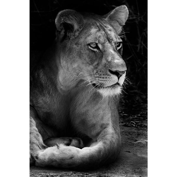 Wild African Lion D2 Unframed Paper Poster-Paper Posters Unframed-POS_UN-IC 5003733 IC 5003733, African, Animals, Family, Nature, Scenic, Wildlife, wild, lion, d2, unframed, paper, wall, poster, africa, animal, beautiful, big, five, carnivore, cat, dangerous, east, endangered, feline, female, hunter, king, large, mammal, national, park, outdoors, predator, safari, savanna, wilderness, artzfolio, posters, wall posters, posters for room, posters for room decoration, office poster, door poster, baby poster, mo
