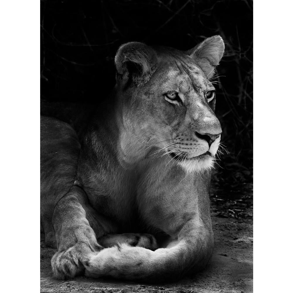 Wild African Lion Canvas Painting Synthetic Frame-Paintings MDF Framing-AFF_FR-IC 5003733 IC 5003733, African, Animals, Family, Nature, Scenic, Wildlife, wild, lion, canvas, painting, synthetic, frame, africa, animal, beautiful, big, five, carnivore, cat, dangerous, east, endangered, feline, female, hunter, king, large, mammal, national, park, outdoors, predator, safari, savanna, wilderness, artzfolio, wall decor for living room, wall frames for living room, frames for living room, wall art, canvas painting