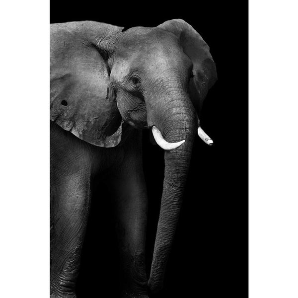 Wild African Elephant D3 Unframed Paper Poster-Paper Posters Unframed-POS_UN-IC 5003735 IC 5003735, African, Animals, Black, Black and White, Individuals, Nature, Portraits, Scenic, Space, Wildlife, wild, elephant, d3, unframed, paper, wall, poster, head, aged, animal, big, brown, close, closeup, danger, detail, ear, endangered, eye, face, feed, female, hide, jungle, large, look, old, one, portrait, powerful, skin, skinned, slow, species, strong, texture, thick, threatened, tough, trunk, tusk, up, wise, wri