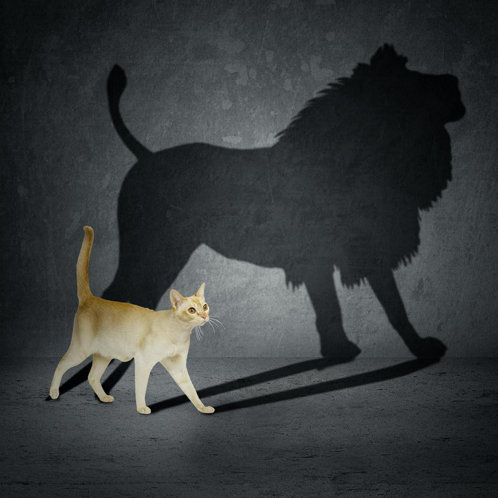 Pitaara Box Cat With Lion Shadow On The Wall Unframed Canvas Painting-Paintings Unframed Regular-PBART30804216AFF_UN_L-Image Code 5003738 Vishnu Image Folio Pvt Ltd, IC 5003738, Pitaara Box, Paintings Unframed Regular, Animals, Photography, cat, with, lion, shadow, on, the, wall, unframed, canvas, painting, ambitious, beast, boss, brave, bravery, business, career, cast, cocky, conceit, confidence, courage, dream, feline, ferocity, fierce, funny, fur, grandeur, identity, illusion, intense, intensity, killer,