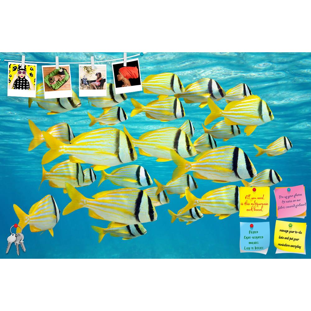 ArtzFolio Tropical Fish Caribbean Sea Printed Bulletin Board Notice Pin Board Soft Board | Frameless-Bulletin Boards Frameless-AZSAO31194086BLB_FL_L-Image Code 5003766 Vishnu Image Folio Pvt Ltd, IC 5003766, ArtzFolio, Bulletin Boards Frameless, Animals, Kids, Photography, tropical, fish, caribbean, sea, printed, bulletin, board, notice, pin, soft, frameless, school, porkfish, anisotremus, virginicus, water, surface, animal, aquatic, colorful, exotic, life, marine, nature, ocean, of, shoal, tropics, under, 