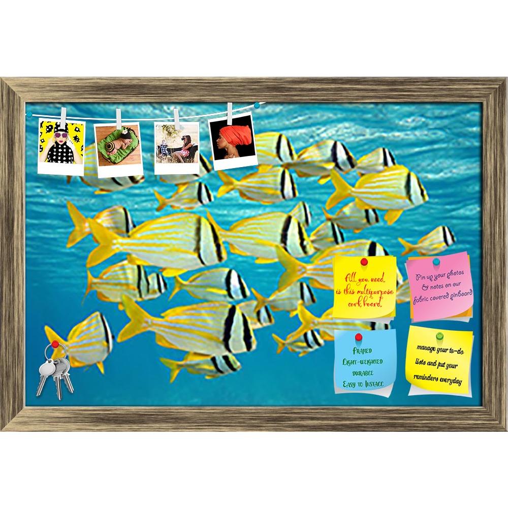 ArtzFolio Tropical Fish Caribbean Sea Printed Bulletin Board Notice Pin Board Soft Board | Framed-Bulletin Boards Framed-AZSAO31194086BLB_FR_L-Image Code 5003766 Vishnu Image Folio Pvt Ltd, IC 5003766, ArtzFolio, Bulletin Boards Framed, Animals, Kids, Photography, tropical, fish, caribbean, sea, printed, bulletin, board, notice, pin, soft, framed, school, porkfish, anisotremus, virginicus, water, surface, animal, aquatic, colorful, exotic, life, marine, nature, ocean, of, shoal, tropics, under, the, underse
