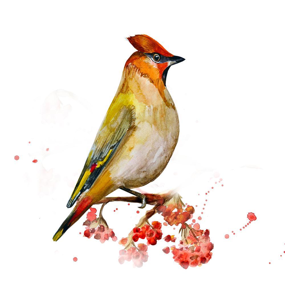 Watercolor Bird Canvas Painting Synthetic Frame-Paintings MDF Framing-AFF_FR-IC 5003793 IC 5003793, Abstract Expressionism, Abstracts, Ancient, Animals, Art and Paintings, Birds, Black and White, Botanical, Christianity, Decorative, Drawing, Floral, Flowers, Fruit and Vegetable, Fruits, Historical, Illustrations, Medieval, Nature, Paintings, Patterns, Scenic, Seasons, Semi Abstract, Signs, Signs and Symbols, Vintage, Watercolour, White, watercolor, bird, canvas, painting, synthetic, frame, abstract, animal,