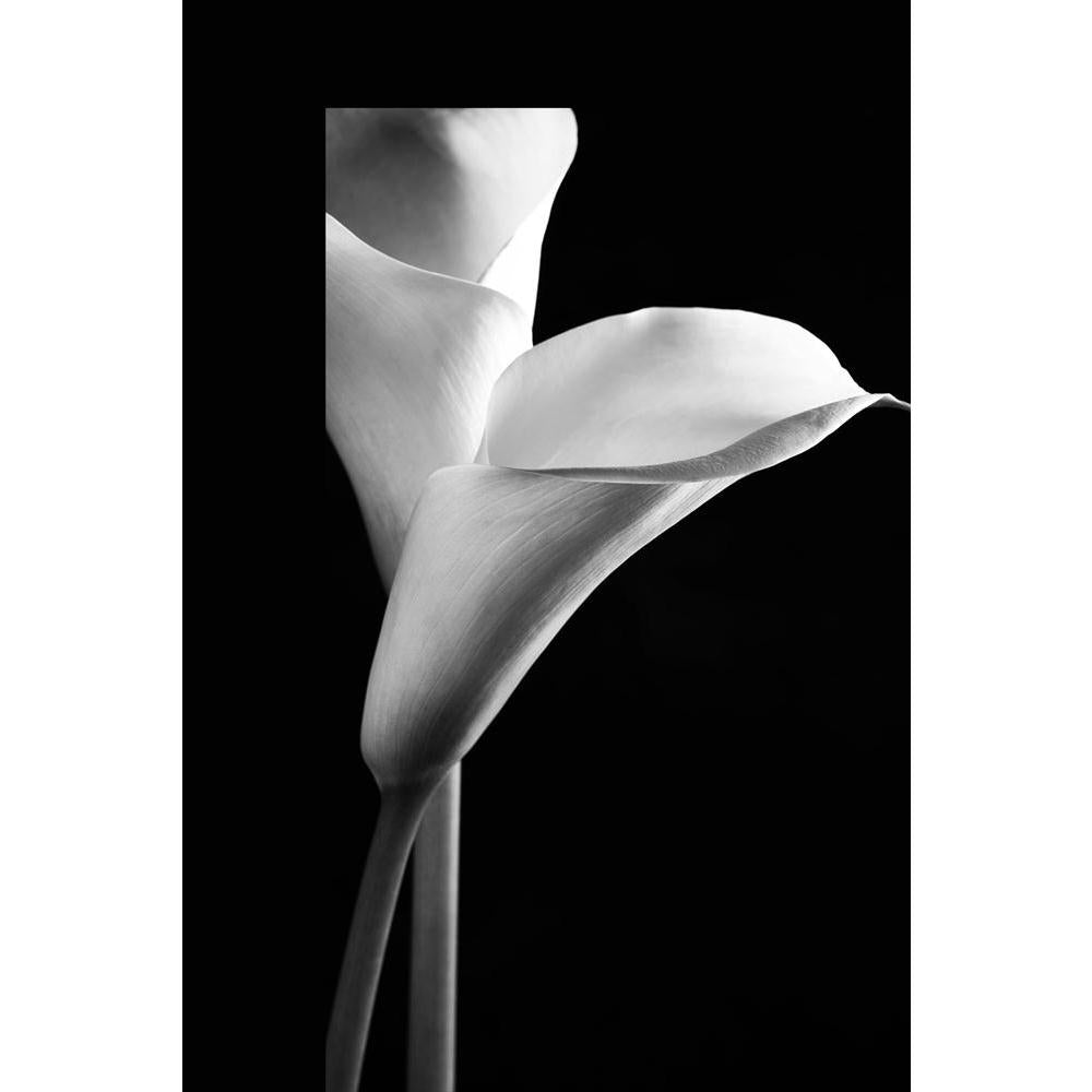 ArtzFolio Calla Lilies Unframed Paper Poster-Paper Posters Unframed-AZART31630016POS_UN_L-Image Code 5003814 Vishnu Image Folio Pvt Ltd, IC 5003814, ArtzFolio, Paper Posters Unframed, Floral, Photography, calla, lilies, unframed, paper, poster, wall, large, size, for, living, room, home, decoration, big, framed, decor, posters, pitaara, box, modern, art, with, frame, bedroom, amazonbasics, door, drawing, small, decorative, office, reception, multiple, friends, images, reprints, reprint, kids, bathroom, desi