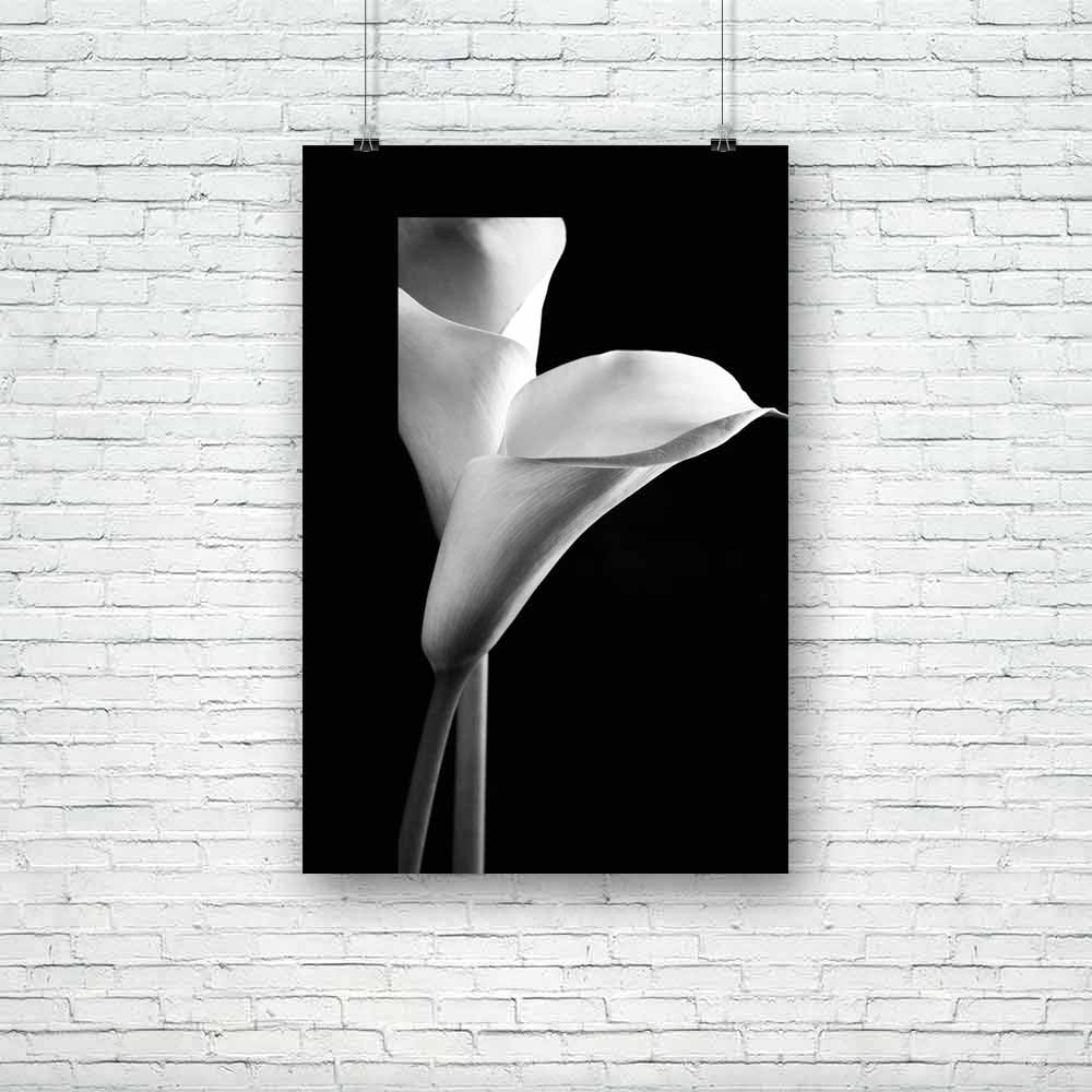 Calla Lilies Unframed Paper Poster-Paper Posters Unframed-POS_UN-IC 5003814 IC 5003814, Black, Black and White, Botanical, Floral, Flowers, Love, Nature, Romance, Scenic, Space, White, calla, lilies, unframed, paper, poster, background, bloom, blossom, botany, bw, copy, curled, elegance, elegant, flora, flower, fragile, fragility, freshness, grace, head, innocence, lilly, lily, monochrome, nobody, petal, plant, pure, purity, stem, style, two, vertical, zantedeschia, artzfolio, posters, wall posters, posters