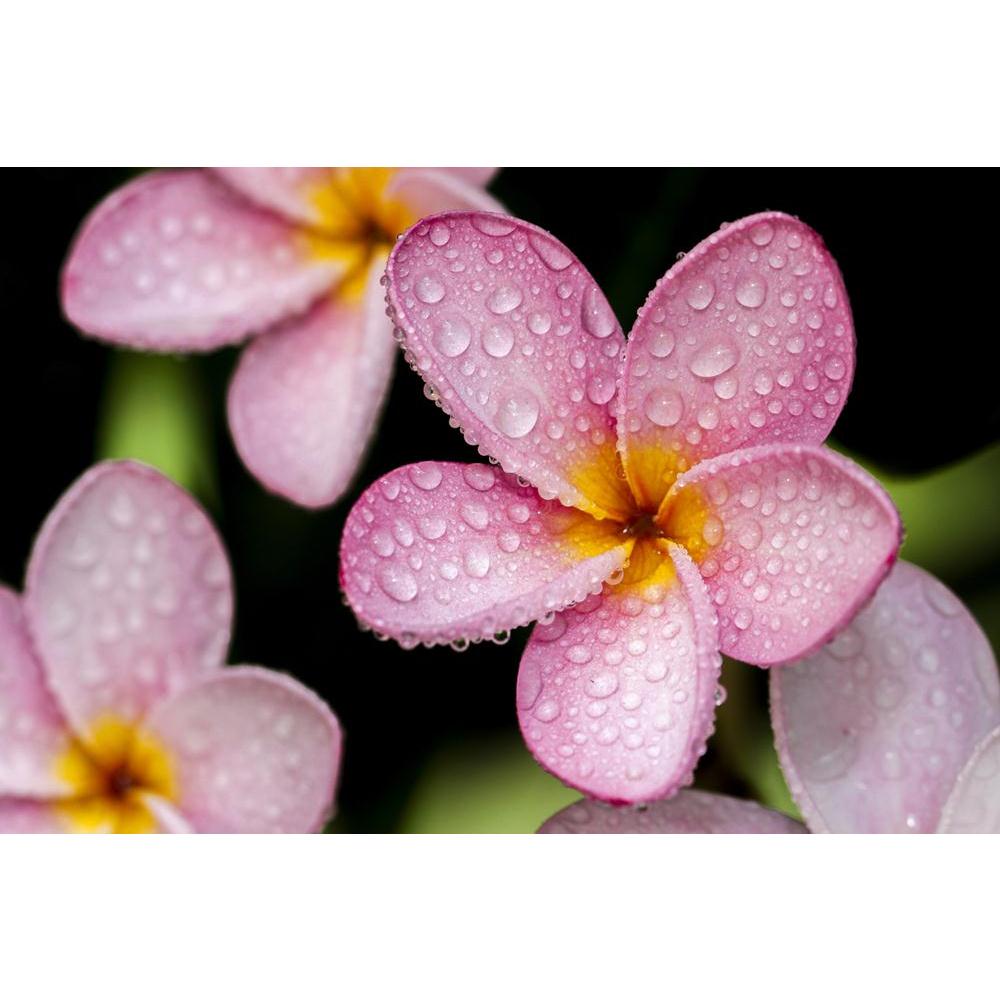 Flowers Canvas Painting Synthetic Frame-Paintings MDF Framing-AFF_FR-IC 5003837 IC 5003837, Botanical, Buddhism, Cities, City Views, Culture, Ethnic, Floral, Flowers, Japanese, Marble and Stone, Nature, Scenic, Spiritual, Traditional, Tribal, Tropical, World Culture, canvas, painting, synthetic, frame, balance, calm, close, up, details, eastern, exotic, flower, frangipani, garden, life, macro, meditation, mind, natural, pebble, pink, plumeria, relax, rock, round, simple, simplicity, soul, spirit, spirituali