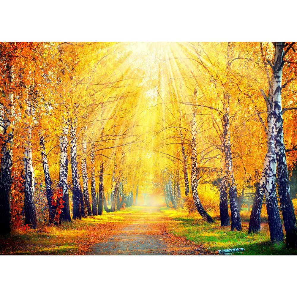 Autumnal Trees In Sun Rays Canvas Painting Synthetic Frame-Paintings MDF Framing-AFF_FR-IC 5003846 IC 5003846, Art and Paintings, Landscapes, Nature, Scenic, Seasons, Sunrises, Sunsets, Wooden, autumnal, trees, in, sun, rays, canvas, painting, synthetic, frame, sunset, autumn, birch, fall, forest, landscape, scene, pathway, pathways, beautiful, art, bark, bright, calm, color, colorful, colour, colourful, environment, evening, foliage, fresh, golden, leaf, leaves, light, maple, morning, natural, orange, outd