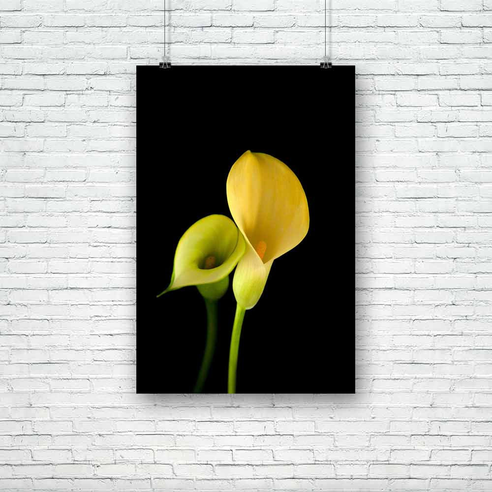 Yellow Calla Lily Flower Unframed Paper Poster-Paper Posters Unframed-POS_UN-IC 5003945 IC 5003945, Black, Black and White, Botanical, Floral, Flowers, Nature, Scenic, yellow, calla, lily, flower, unframed, paper, poster, araceae, arum, beautiful, beauty, in, bloom, blossom, cut, out, cutout, edge, elegant, flora, flowering, fresh, freshness, green, herbaceous, isolated, on, life, nobody, perennial, petal, plant, single, smooth, zantedeschia, artzfolio, posters, wall posters, posters for room, posters for r