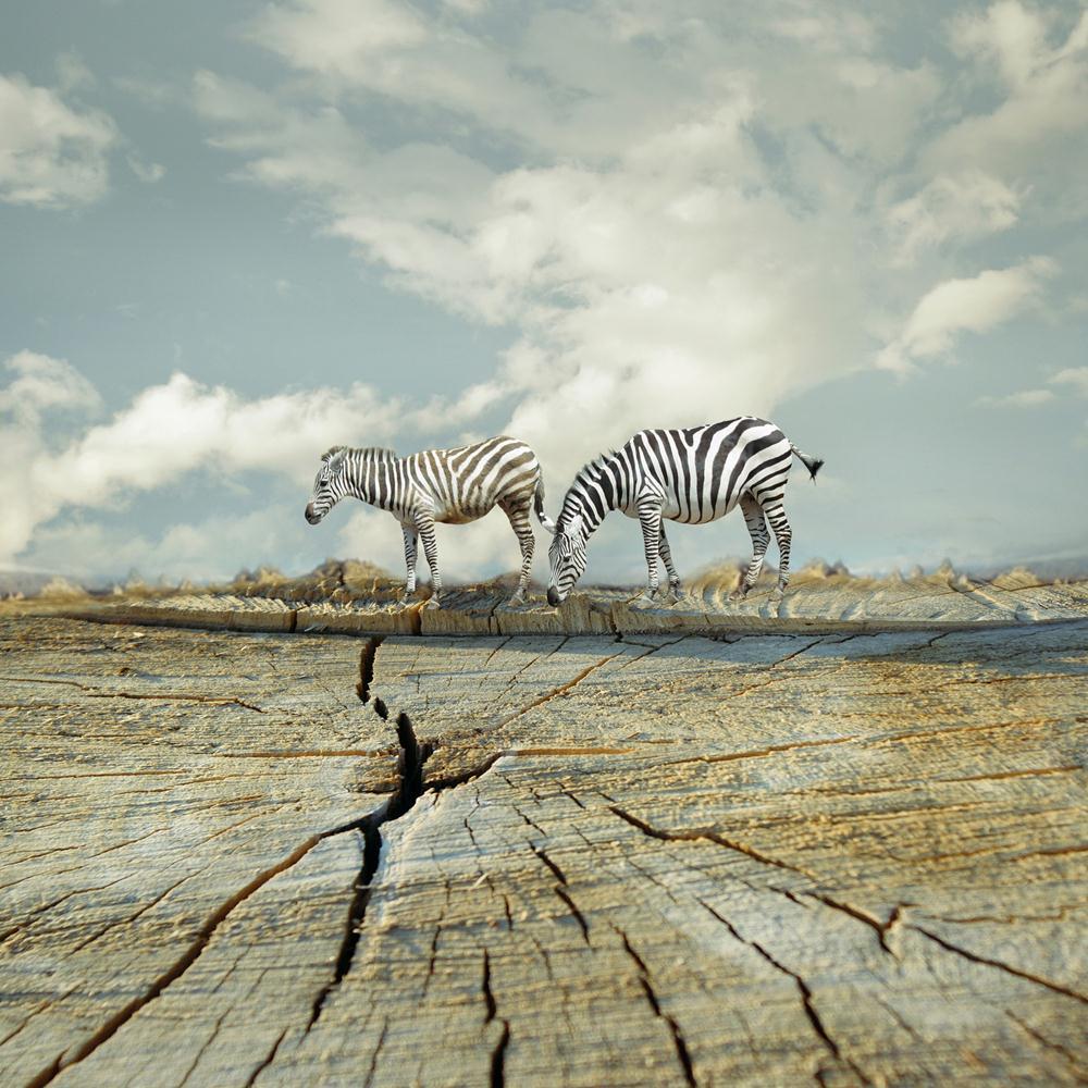 Two Zebras In A Surreal Landscape Canvas Painting Synthetic Frame-Paintings MDF Framing-AFF_FR-IC 5004086 IC 5004086, Animals, Illustrations, Landscapes, Nature, Scenic, Surrealism, two, zebras, in, a, surreal, landscape, canvas, painting, synthetic, frame, animal, artistic, beautiful, cloud, composition, creep, funny, illustration, illustrative, imagination, imagine, joy, joyful, mammal, outside, profile, sky, square, surrealistic, unique, zebra, artzfolio, wall decor for living room, wall frames for livin