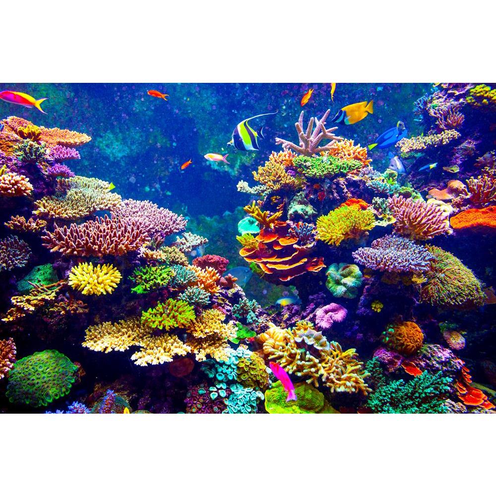 Coral Reef & Tropical Fish In Sunlight Canvas Painting Synthetic Frame-Paintings MDF Framing-AFF_FR-IC 5004133 IC 5004133, Animals, Automobiles, Eygptian, Hawaiian, Landscapes, Nature, Places, Scenic, Transportation, Travel, Tropical, Vehicles, Wildlife, coral, reef, fish, in, sunlight, canvas, painting, synthetic, frame, aquarium, sea, colorful, underwater, corals, israel, fiji, tourism, saltwater, diving, animal, aquatic, bahamas, blue, bubbles, caribbean, colony, dive, diver, dream, egypt, exotic, explor