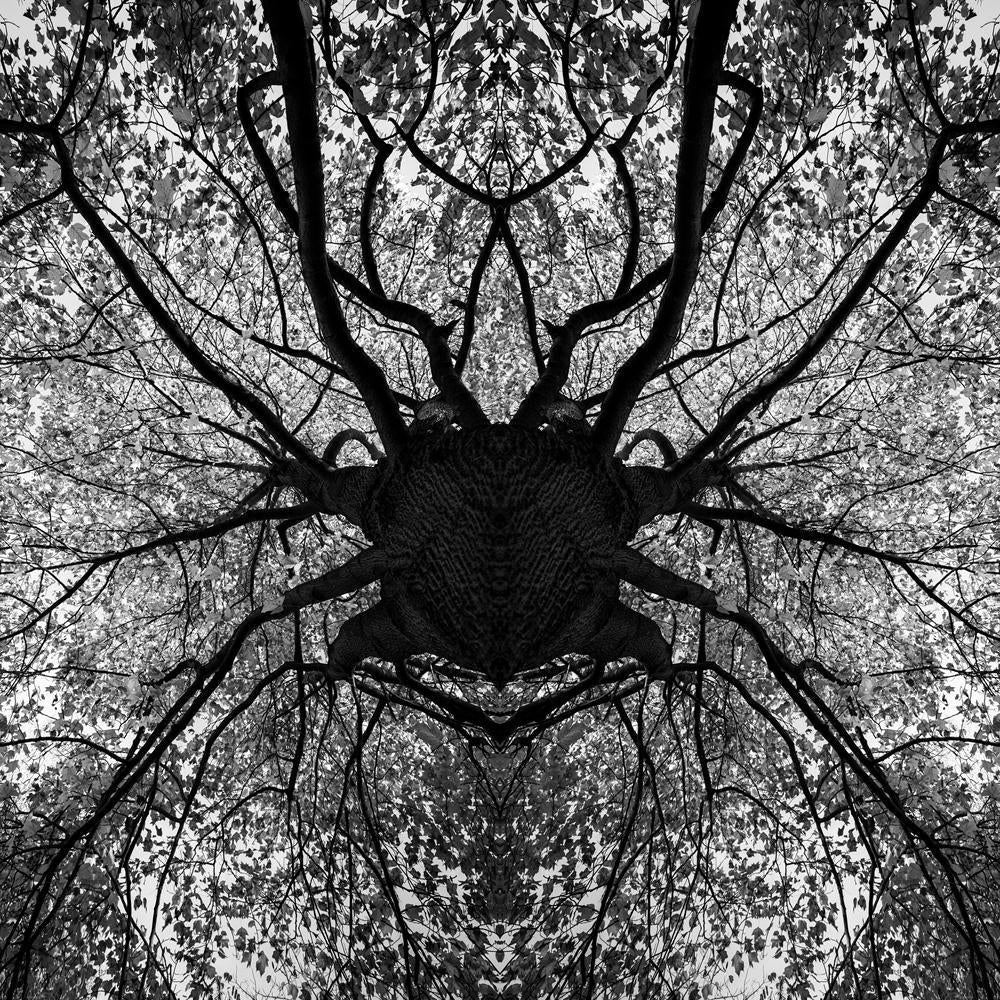 Tree Black & White Mandala Canvas Painting Synthetic Frame-Paintings MDF Framing-AFF_FR-IC 5004269 IC 5004269, Abstract Expressionism, Abstracts, Art and Paintings, Black, Black and White, Mandala, Nature, Patterns, Perspective, Scenic, Seasons, Semi Abstract, White, Wooden, tree, canvas, painting, synthetic, frame, above, abstract, art, autumn, background, and, branch, crown, dark, depression, depressive, exposure, fall, fear, forest, growing, growth, high, leaves, life, light, line, manipulation, mirror, 