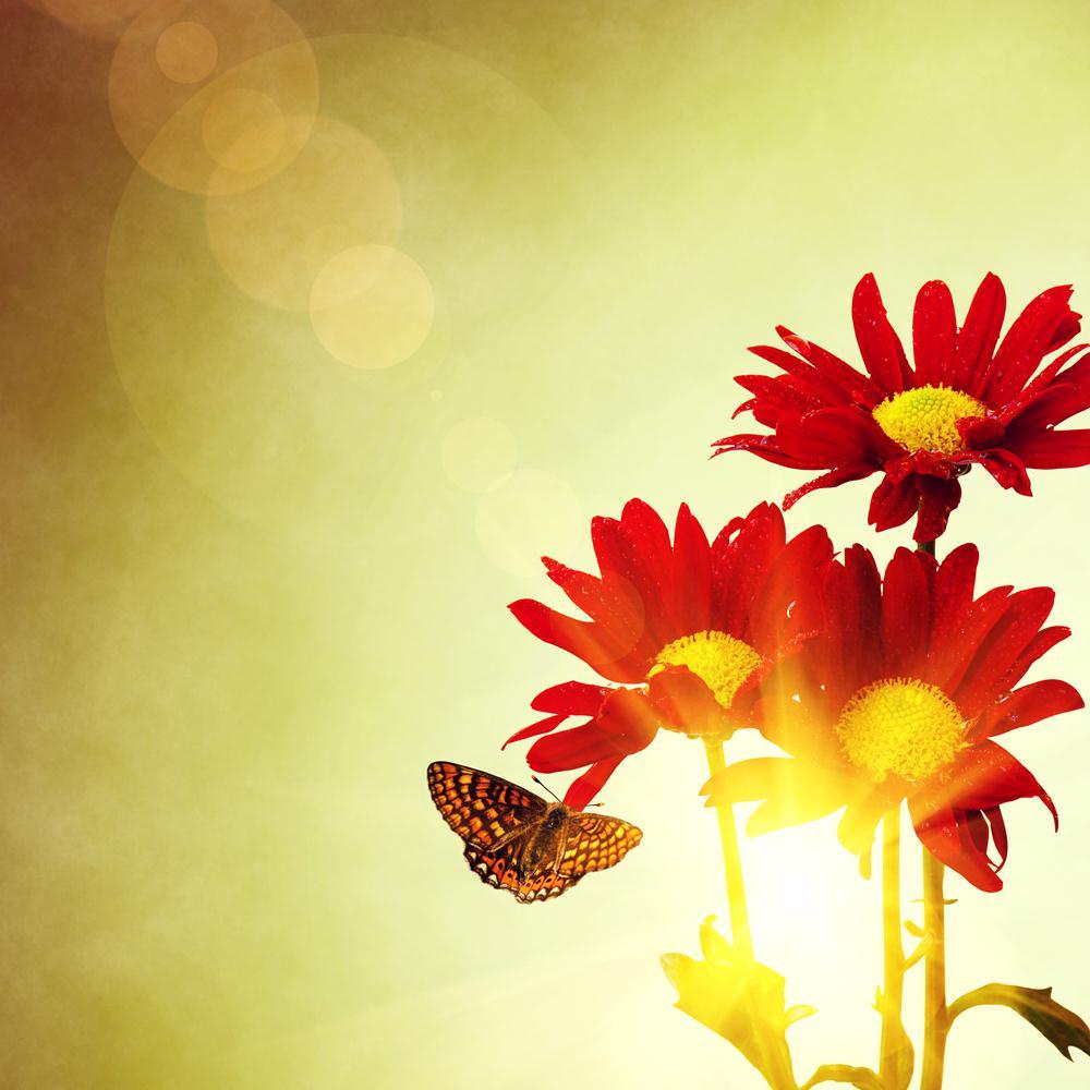 Red Flowers & Butterfly Under Bright Sunny Sky Canvas Painting Synthetic Frame-Paintings MDF Framing-AFF_FR-IC 5004304 IC 5004304, Botanical, Floral, Flowers, Landscapes, Nature, Rural, Scenic, Seasons, Signs, Signs and Symbols, Space, Sunrises, Sunsets, red, butterfly, under, bright, sunny, sky, canvas, painting, synthetic, frame, background, beautiful, beauty, bloom, blossom, blue, color, colorful, copy, day, design, detail, empty, flower, fresh, garden, green, group, grow, landscape, leaf, light, macro, 