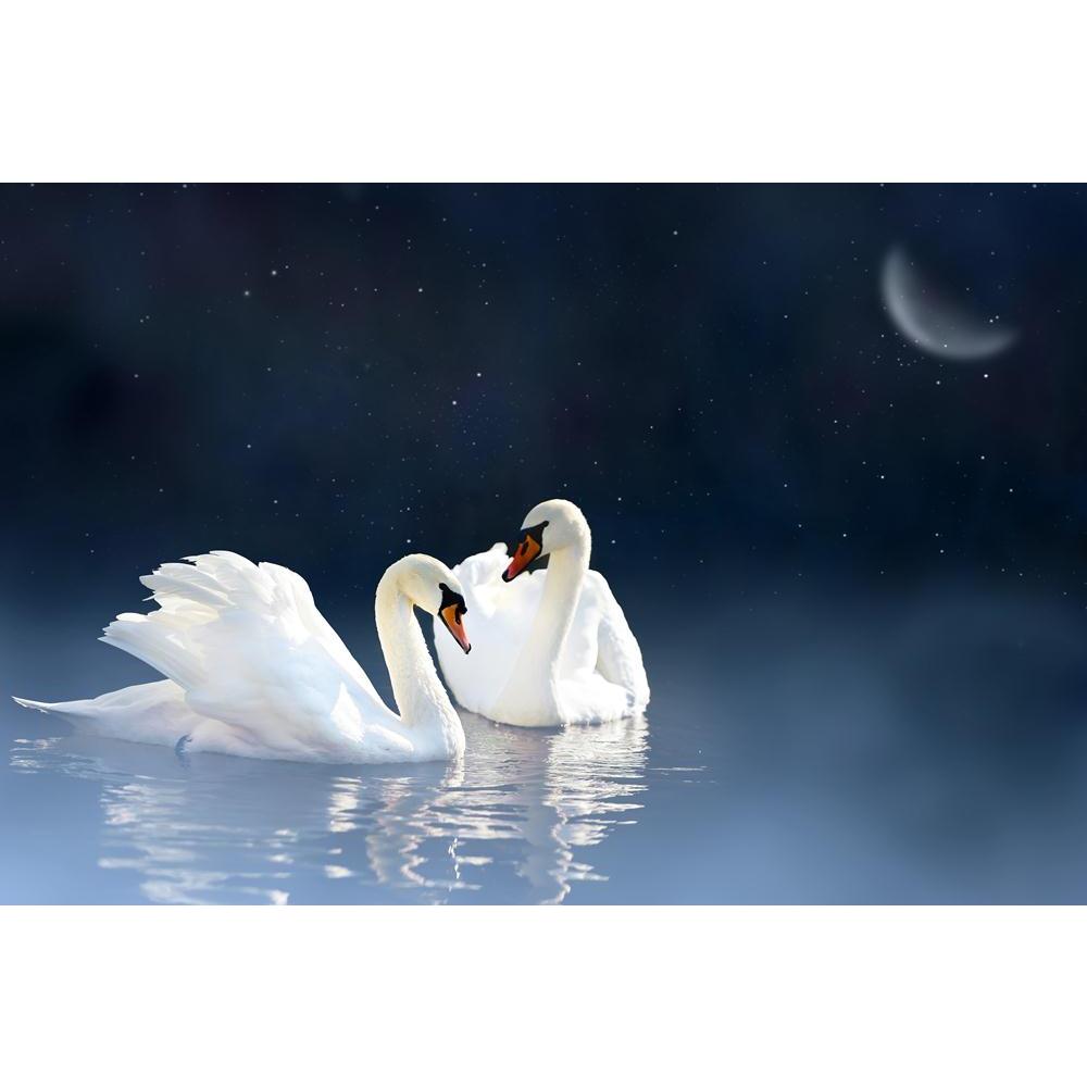 Pitaara Box Swan Couple In Lake Canvas Painting Synthetic Frame-Paintings MDF Framing-PBART37376469AFF_FR_L-Image Code 5004366 Vishnu Image Folio Pvt Ltd, IC 5004366, Pitaara Box, Paintings MDF Framing, Birds, Photography, swan, couple, in, lake, canvas, painting, synthetic, frame, love, night, mist, water, nature, wildlife, bird, white, morning, sunrise, tranquil, reflection, fog, blue, calm, landscape, beauty, peace, peaceful, romance, purity, dawn, light, mirror, pond, scene, beautiful, wild, summer, bac