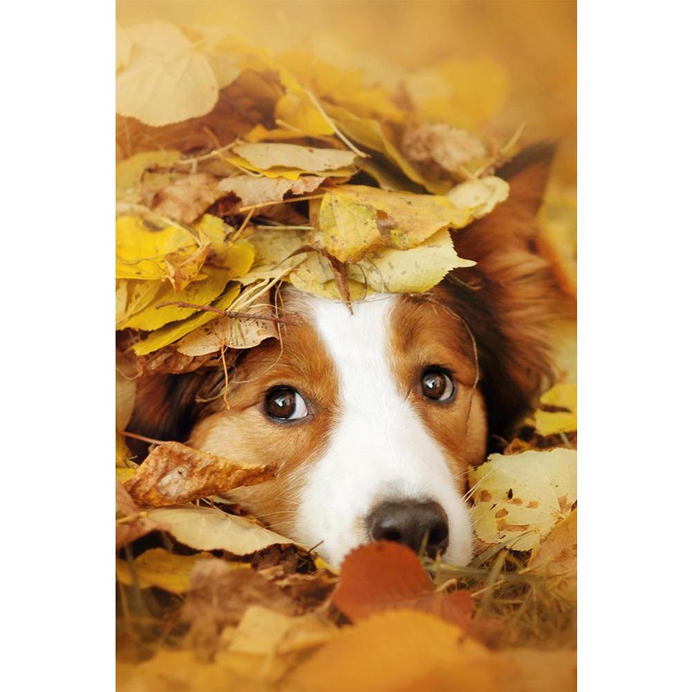 ArtzFolio Dog Playing With Leaves In Autumn Unframed Paper Poster-Paper Posters Unframed-AZART38620575POS_UN_L-Image Code 5004528 Vishnu Image Folio Pvt Ltd, IC 5004528, ArtzFolio, Paper Posters Unframed, Animals, Kids, Photography, dog, playing, with, leaves, in, autumn, unframed, paper, poster, wall, large, size, for, living, room, home, decoration, big, framed, decor, posters, pitaara, box, modern, art, frame, bedroom, amazonbasics, door, drawing, small, decorative, office, reception, multiple, friends, 