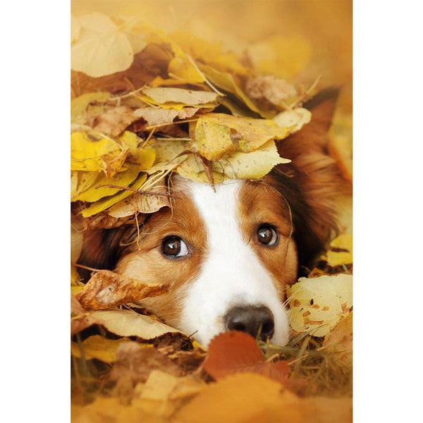 Dog Playing With Leaves Unframed Paper Poster-Paper Posters Unframed-POS_UN-IC 5004528 IC 5004528, Animals, Individuals, Nature, Pets, Portraits, Scenic, Seasons, Sports, dog, playing, with, leaves, unframed, paper, wall, poster, autumn, fall, dogs, puppies, funny, border, fun, collie, puppy, action, adorable, animal, beautiful, bright, canine, close, colorful, coming, cute, domestic, dream, face, friend, friendly, game, happy, head, lawn, leaf, lovely, lying, outdoor, outside, park, pet, playful, portrait,