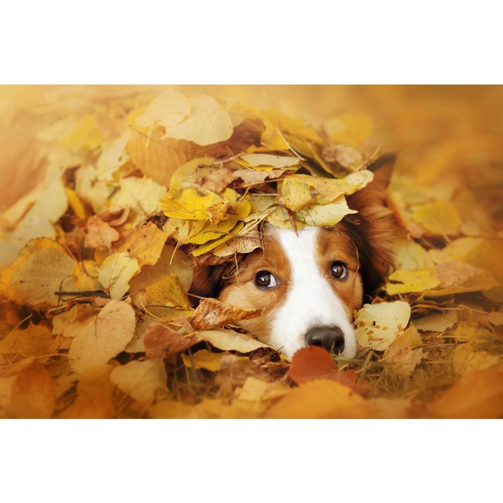 Dog Playing With Leaves In Autumn Canvas Painting Synthetic Frame-Paintings MDF Framing-AFF_FR-IC 5004528 IC 5004528, Animals, Individuals, Nature, Pets, Portraits, Scenic, Seasons, Sports, dog, playing, with, leaves, in, autumn, canvas, painting, synthetic, frame, fall, dogs, puppies, funny, border, fun, collie, puppy, action, adorable, animal, beautiful, bright, canine, close, colorful, coming, cute, domestic, dream, face, friend, friendly, game, happy, head, lawn, leaf, lovely, lying, outdoor, outside, p