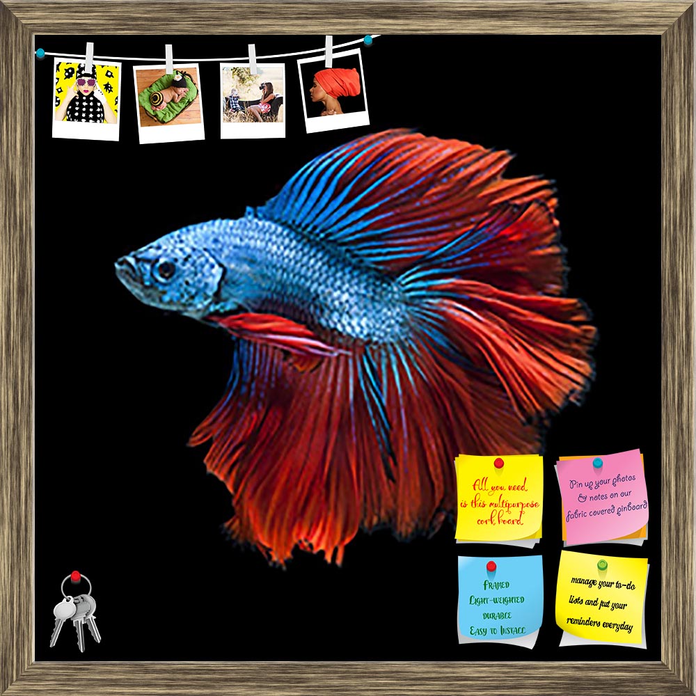 ArtzFolio Siamese Fighting Fish Printed Bulletin Board Notice Pin Board Soft Board | Framed-Bulletin Boards Framed-AZSAO40058242BLB_FR_L-Image Code 5004660 Vishnu Image Folio Pvt Ltd, IC 5004660, ArtzFolio, Bulletin Boards Framed, Animals, Photography, siamese, fighting, fish, printed, bulletin, board, notice, pin, soft, framed, capture, moving, moment, white, isolated, black, background, betta, beautiful, aquarium, nature, beauty, animal, pet, exotic, aggressive, space, motion, elegent, fineart, dumbo, art