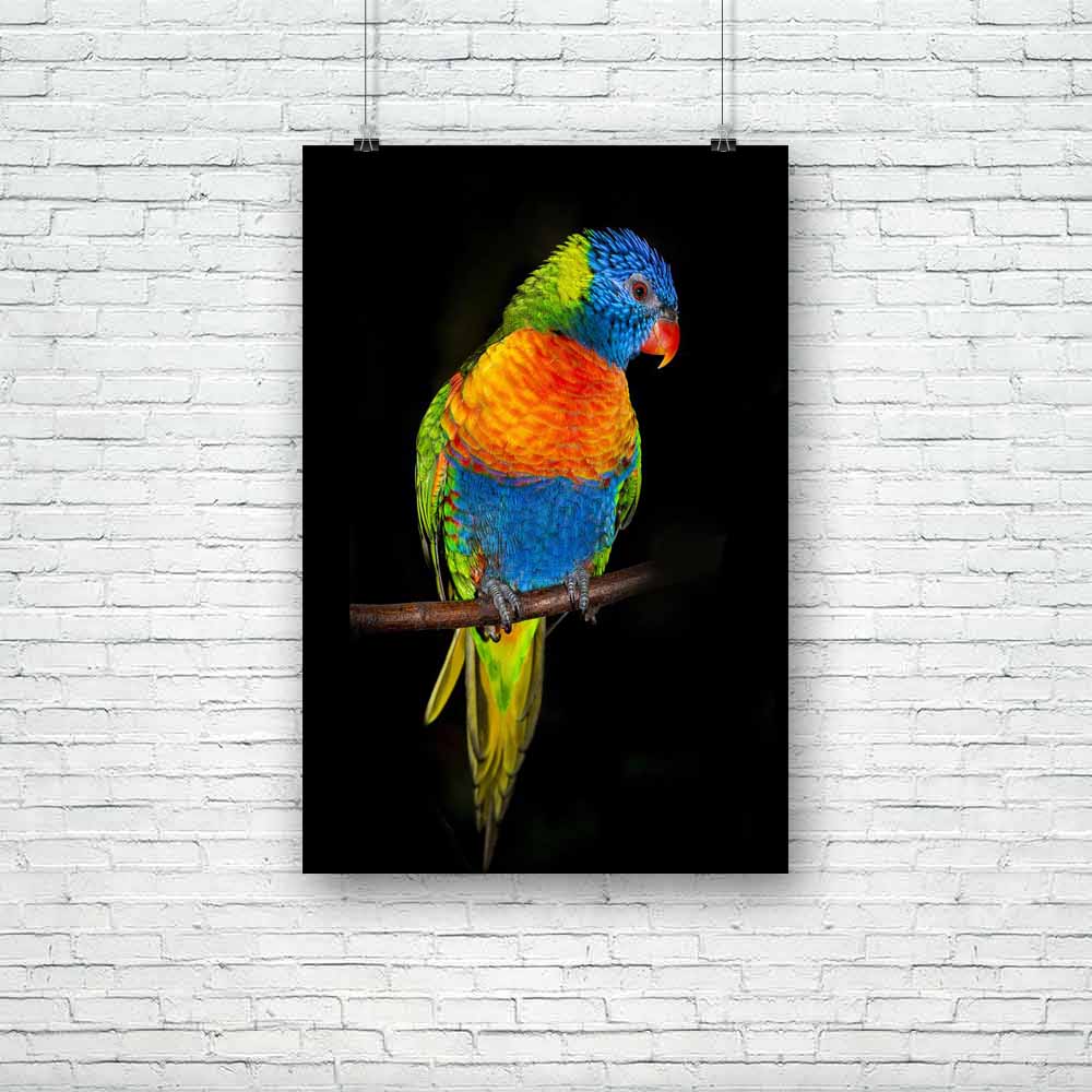 Rainbow Lorikeet Parrots Unframed Paper Poster-Paper Posters Unframed-POS_UN-IC 5004702 IC 5004702, Animals, Birds, Black, Black and White, Nature, Pets, Scenic, Tropical, rainbow, lorikeet, parrots, unframed, paper, poster, adorable, animal, australia, background, beak, beautiful, beauty, bird, blue, branch, closeup, colorful, colors, colourful, colours, cute, dar, feather, feathered, isolated, isolation, jungle, night, one, orange, outdoors, paradise, parakeet, parrot, pet, wild, wings, yellow, artzfolio,