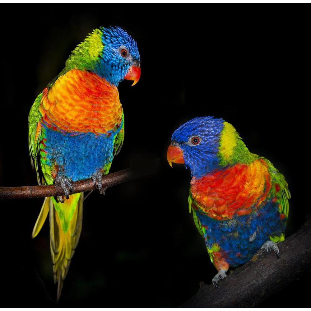 Pitaara Box Rainbow Lorikeet Parrots Canvas Painting Synthetic Frame-Paintings MDF Framing-PBART40619958AFF_FR_L-Image Code 5004702 Vishnu Image Folio Pvt Ltd, IC 5004702, Pitaara Box, Paintings MDF Framing, Birds, Kids, Photography, rainbow, lorikeet, parrots, canvas, painting, synthetic, frame, isolated, black, background, parrot, bird, colourful, colors, colours, colorful, pet, parakeet, animal, cute, wild, feather, adorable, australia, closeup, wings, tropical, green, red, yellow, orange, feathered, one