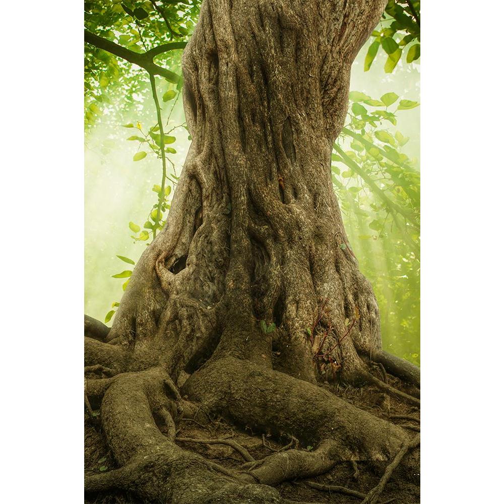 ArtzFolio Big Tree Roots & Sunshine In A Green Forest Unframed Paper Poster-Paper Posters Unframed-AZART40630695POS_UN_L-Image Code 5004708 Vishnu Image Folio Pvt Ltd, IC 5004708, ArtzFolio, Paper Posters Unframed, Landscapes, Photography, big, tree, roots, sunshine, in, a, green, forest, unframed, paper, poster, wall, large, size, for, living, room, home, decoration, framed, decor, posters, pitaara, box, modern, art, with, frame, bedroom, amazonbasics, door, drawing, small, decorative, office, reception, m