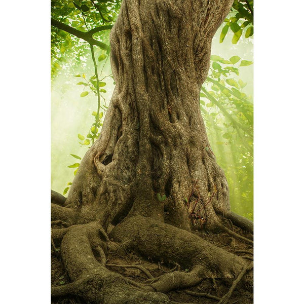 Big Tree Roots & Sunshine In A Green Forest Unframed Paper Poster-Paper Posters Unframed-POS_UN-IC 5004708 IC 5004708, Fantasy, Landscapes, Nature, Perspective, Scenic, Wooden, big, tree, roots, sunshine, in, a, green, forest, unframed, paper, wall, poster, scenery, trees, landscape, old, serenity, woods, trunk, with, root, large, branches, moss, bark, deep, spring, botany, branch, brown, calm, colorful, day, environment, foliage, giant, ground, growth, height, huge, leaf, light, magical, natural, place, pl