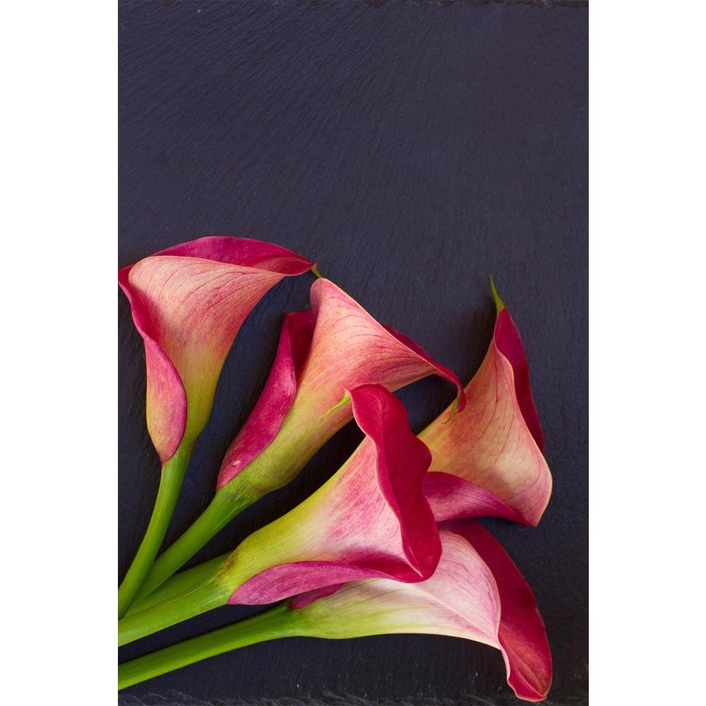 ArtzFolio Calla Lilly Unframed Paper Poster-Paper Posters Unframed-AZART41622502POS_UN_L-Image Code 5004841 Vishnu Image Folio Pvt Ltd, IC 5004841, ArtzFolio, Paper Posters Unframed, Floral, Photography, calla, lilly, unframed, paper, poster, wall, large, size, for, living, room, home, decoration, big, framed, decor, posters, pitaara, box, modern, art, with, frame, bedroom, amazonbasics, door, drawing, small, decorative, office, reception, multiple, friends, images, reprints, reprint, kids, bathroom, design
