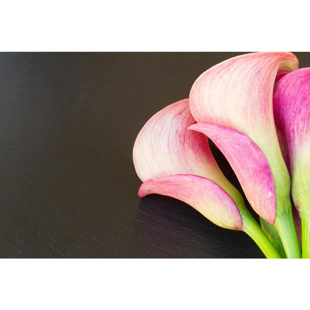 Pink Calla Lilly Flowers Canvas Painting Synthetic Frame-Paintings MDF Framing-AFF_FR-IC 5004924 IC 5004924, Black, Black and White, Botanical, Floral, Flowers, Nature, Scenic, pink, calla, lilly, canvas, painting, synthetic, frame, arum, background, beautiful, beauty, bloom, blossom, botany, bouquet, elegant, exotic, flora, flower, green, lilies, lillies, lily, petal, plant, purple, red, spring, stem, studio, teal, zantedeschia, artzfolio, wall decor for living room, wall frames for living room, frames for