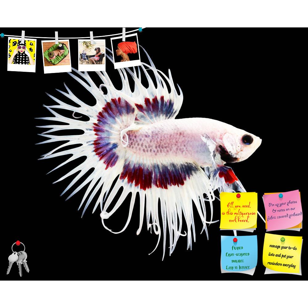 ArtzFolio Betta Fish D1 Printed Bulletin Board Notice Pin Board Soft Board | Frameless-Bulletin Boards Frameless-AZSAO45040981BLB_FL_L-Image Code 5005255 Vishnu Image Folio Pvt Ltd, IC 5005255, ArtzFolio, Bulletin Boards Frameless, Animals, Photography, betta, fish, d1, printed, bulletin, board, notice, pin, soft, frameless, siamese, fighting, splendens, crown, tail, isolated, black, background, aggressive, animal, aquarium, aquatic, beautiful, beauty, blue, color, colorful, domestic, dragon, dress, luxury,