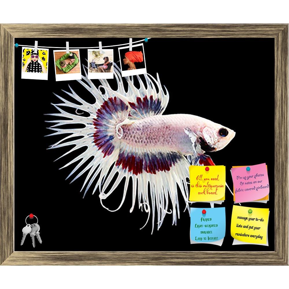 ArtzFolio Betta Fish D1 Printed Bulletin Board Notice Pin Board Soft Board | Framed-Bulletin Boards Framed-AZSAO45040981BLB_FR_L-Image Code 5005255 Vishnu Image Folio Pvt Ltd, IC 5005255, ArtzFolio, Bulletin Boards Framed, Animals, Photography, betta, fish, d1, printed, bulletin, board, notice, pin, soft, framed, siamese, fighting, splendens, crown, tail, isolated, black, background, aggressive, animal, aquarium, aquatic, beautiful, beauty, blue, color, colorful, domestic, dragon, dress, luxury, motion, nat