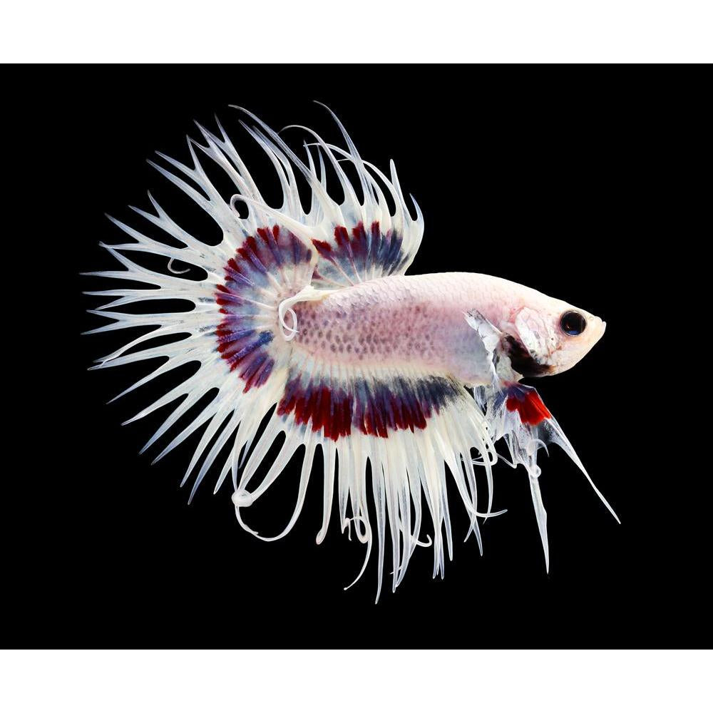 Betta Fish Canvas Painting Synthetic Frame-Paintings MDF Framing-AFF_FR-IC 5005255 IC 5005255, Animals, Black, Black and White, Nature, Pets, Scenic, Tropical, White, betta, fish, canvas, painting, synthetic, frame, aggressive, animal, aquarium, aquatic, background, beautiful, beauty, blue, color, colorful, crown, tail, domestic, dragon, dress, fighting, isolated, luxury, motion, pet, power, scale, siamese, water, artzfolio, wall decor for living room, wall frames for living room, frames for living room, wa