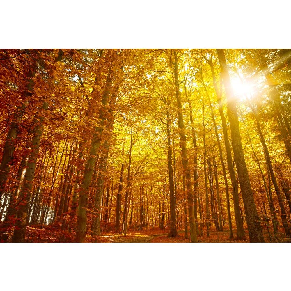 Autumn Trees Canvas Painting Synthetic Frame-Paintings MDF Framing-AFF_FR-IC 5005298 IC 5005298, Landscapes, Nature, Rural, Scenic, Seasons, Sunsets, Wooden, autumn, trees, canvas, painting, synthetic, frame, tree, maple, fall, november, landscape, colors, scene, forest, autumnal, beautiful, beauty, bright, brown, bush, calendar, calm, colore, colorful, colour, decor, decoration, eco, ecology, environment, evening, foliage, fresh, golden, leaves, light, morning, natural, oak, orange, outdoor, outside, park,