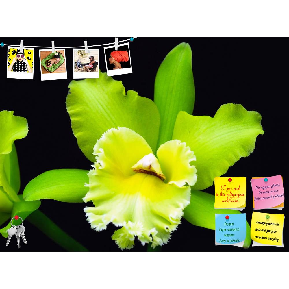 ArtzFolio Orchid Flower D1 Printed Bulletin Board Notice Pin Board Soft Board | Frameless-Bulletin Boards Frameless-AZSAO45310608BLB_FL_L-Image Code 5005302 Vishnu Image Folio Pvt Ltd, IC 5005302, ArtzFolio, Bulletin Boards Frameless, Floral, Photography, orchid, flower, d1, printed, bulletin, board, notice, pin, soft, frameless, green, cattleya, bloom, spring, rare, flora, houseplant, nature, color, garden, horticulture, pin up board, push pin board, extra large cork board, big pin board, notice board, sma