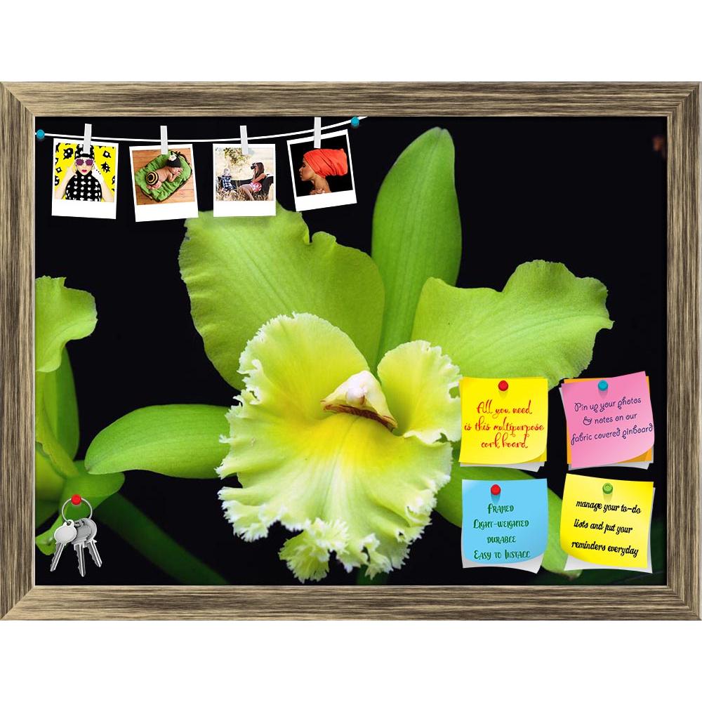 ArtzFolio Orchid Flower D1 Printed Bulletin Board Notice Pin Board Soft Board | Framed-Bulletin Boards Framed-AZSAO45310608BLB_FR_L-Image Code 5005302 Vishnu Image Folio Pvt Ltd, IC 5005302, ArtzFolio, Bulletin Boards Framed, Floral, Photography, orchid, flower, d1, printed, bulletin, board, notice, pin, soft, framed, green, cattleya, bloom, spring, rare, flora, houseplant, nature, color, garden, horticulture, pin up board, push pin board, extra large cork board, big pin board, notice board, small bulletin 