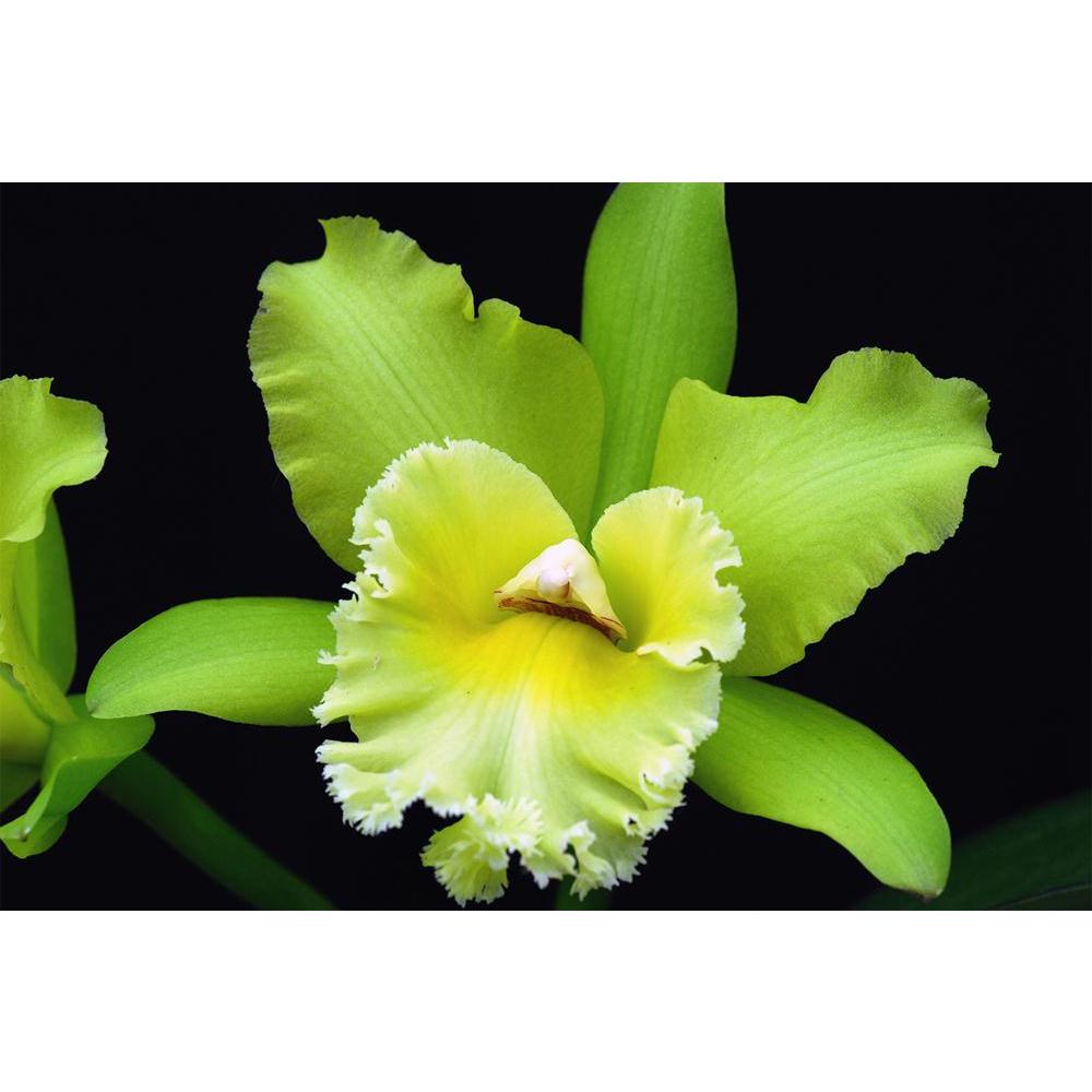 ArtzFolio Orchid Flower D1 Unframed Paper Poster-Paper Posters Unframed-AZART45310608POS_UN_L-Image Code 5005302 Vishnu Image Folio Pvt Ltd, IC 5005302, ArtzFolio, Paper Posters Unframed, Floral, Photography, orchid, flower, d1, unframed, paper, poster, wall, large, size, for, living, room, home, decoration, big, framed, decor, posters, pitaara, box, modern, art, with, frame, bedroom, amazonbasics, door, drawing, small, decorative, office, reception, multiple, friends, images, reprints, reprint, kids, bathr