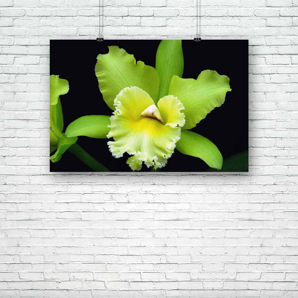 Orchid Flower D1 Unframed Paper Poster-Paper Posters Unframed-POS_UN-IC 5005302 IC 5005302, Botanical, Culture, Ethnic, Floral, Flowers, Nature, Scenic, Traditional, Tribal, World Culture, orchid, flower, d1, unframed, paper, poster, bloom, cattleya, color, flora, garden, green, horticulture, houseplant, rare, spring, artzfolio, posters, wall posters, posters for room, posters for room decoration, office poster, door poster, baby poster, motivational posters, posters for room boys, quotes, poster for wall d