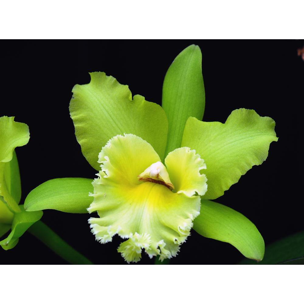 Orchid Flower Canvas Painting Synthetic Frame-Paintings MDF Framing-AFF_FR-IC 5005302 IC 5005302, Botanical, Culture, Ethnic, Floral, Flowers, Nature, Scenic, Traditional, Tribal, World Culture, orchid, flower, canvas, painting, synthetic, frame, bloom, cattleya, color, flora, garden, green, horticulture, houseplant, rare, spring, artzfolio, wall decor for living room, wall frames for living room, frames for living room, wall art, canvas painting, wall frame, scenery, panting, paintings for living room, fra