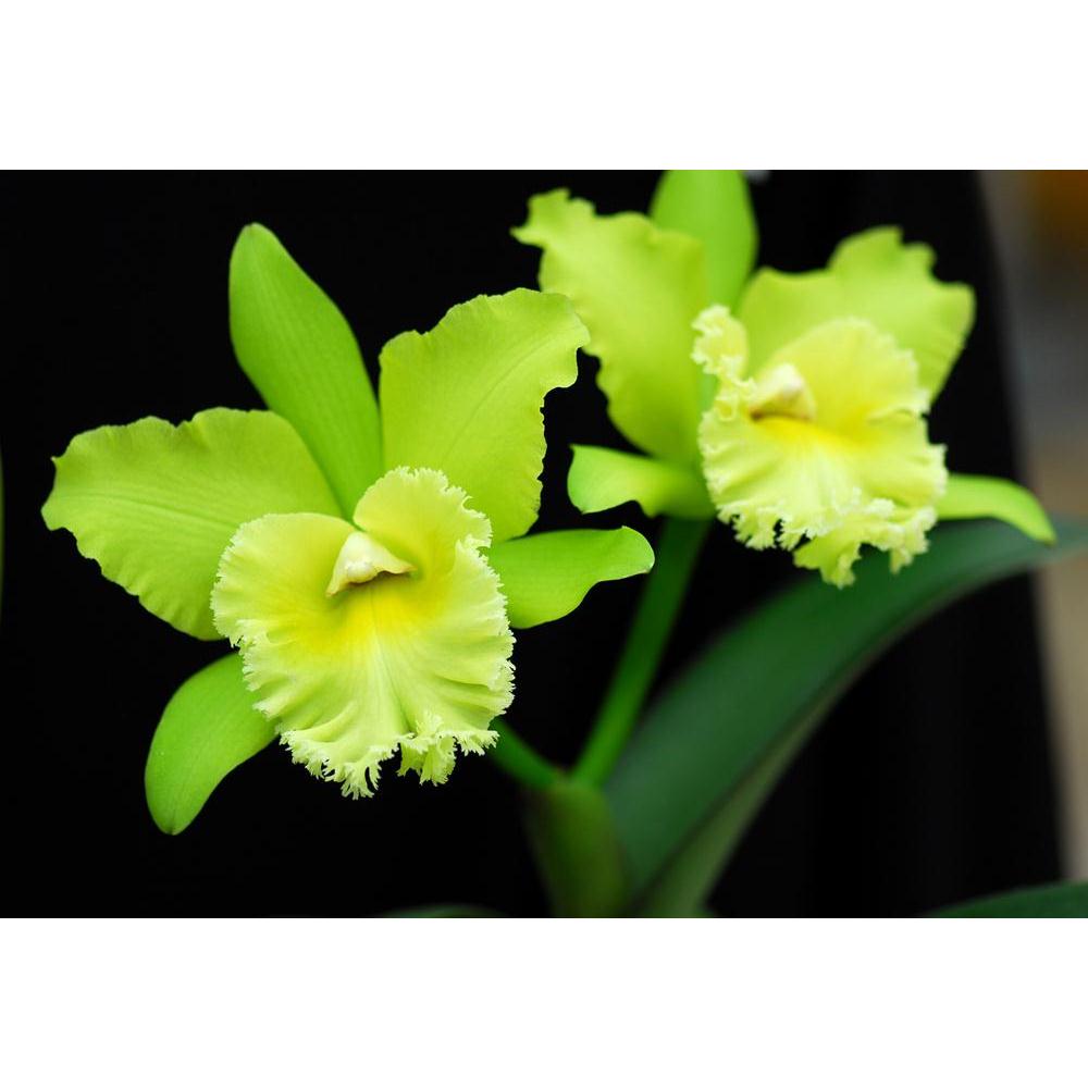 Orchid Flower Canvas Painting Synthetic Frame-Paintings MDF Framing-AFF_FR-IC 5005303 IC 5005303, Botanical, Culture, Ethnic, Floral, Flowers, Nature, Scenic, Traditional, Tribal, World Culture, orchid, flower, canvas, painting, synthetic, frame, bloom, cattleya, color, flora, garden, green, horticulture, houseplant, rare, spring, artzfolio, wall decor for living room, wall frames for living room, frames for living room, wall art, canvas painting, wall frame, scenery, panting, paintings for living room, fra