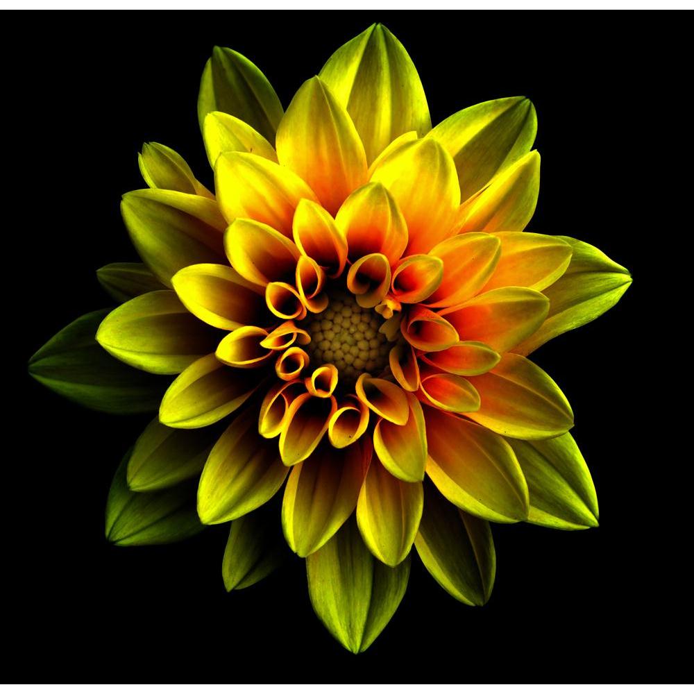 Gold & Red Flower Dahlia Canvas Painting Synthetic Frame-Paintings MDF Framing-AFF_FR-IC 5005312 IC 5005312, Black, Black and White, Botanical, Floral, Flowers, Love, Nature, Romance, Scenic, Surrealism, gold, red, flower, dahlia, canvas, painting, synthetic, frame, autumn, background, beautiful, beauty, bloom, blossom, botany, bright, chrome, close, closeup, color, colorful, daisy, dark, day, drop, exotic, garden, golden, growth, head, isolated, on, macro, natural, one, orangery, perennial, petal, plant, r