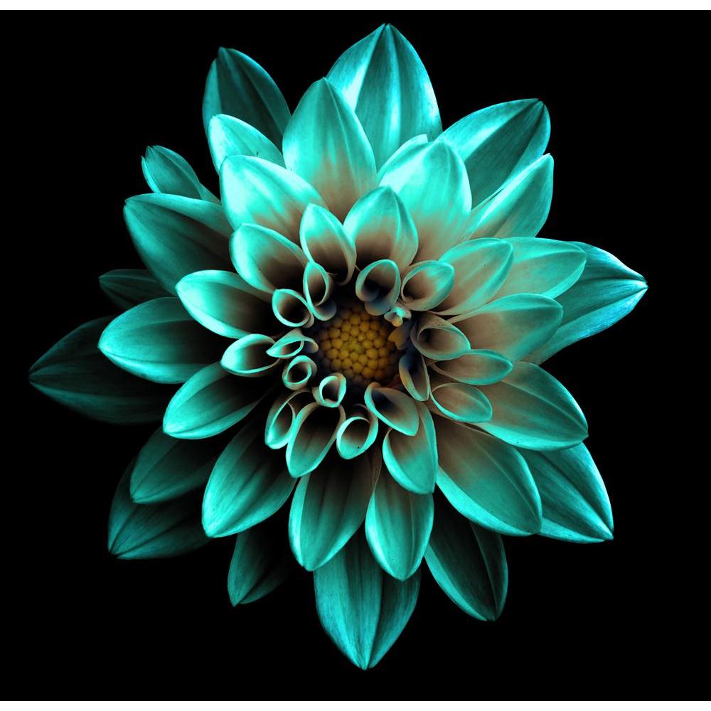 Pitaara Box Turquoise Flower Dahlia Canvas Painting Synthetic Frame-Paintings MDF Framing-PBART45528708AFF_FR_L-Image Code 5005313 Vishnu Image Folio Pvt Ltd, IC 5005313, Pitaara Box, Paintings MDF Framing, Floral, Photography, turquoise, flower, dahlia, canvas, painting, synthetic, frame, surreal, dark, chrome, macro, isolated, black, beautiful, garden, background, plant, bea, framed canvas print, wall painting for living room with frame, canvas painting for living room, artzfolio, poster, framed canvas pa