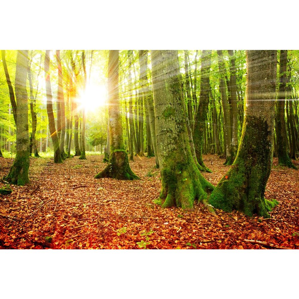 Autumn Landscape Canvas Painting Synthetic Frame-Paintings MDF Framing-AFF_FR-IC 5005351 IC 5005351, Landscapes, Nature, Rural, Scenic, Seasons, Sunrises, Sunsets, Wooden, autumn, landscape, canvas, painting, synthetic, frame, forest, fall, scenery, sunlight, background, beams, beautiful, beauty, bright, brown, color, environment, foggy, foliage, fresh, golden, green, leaf, light, mist, natural, orange, park, plant, ray, red, season, shine, sun, sunbeams, sunny, sunrise, sunshine, tree, wild, wood, yellow, 