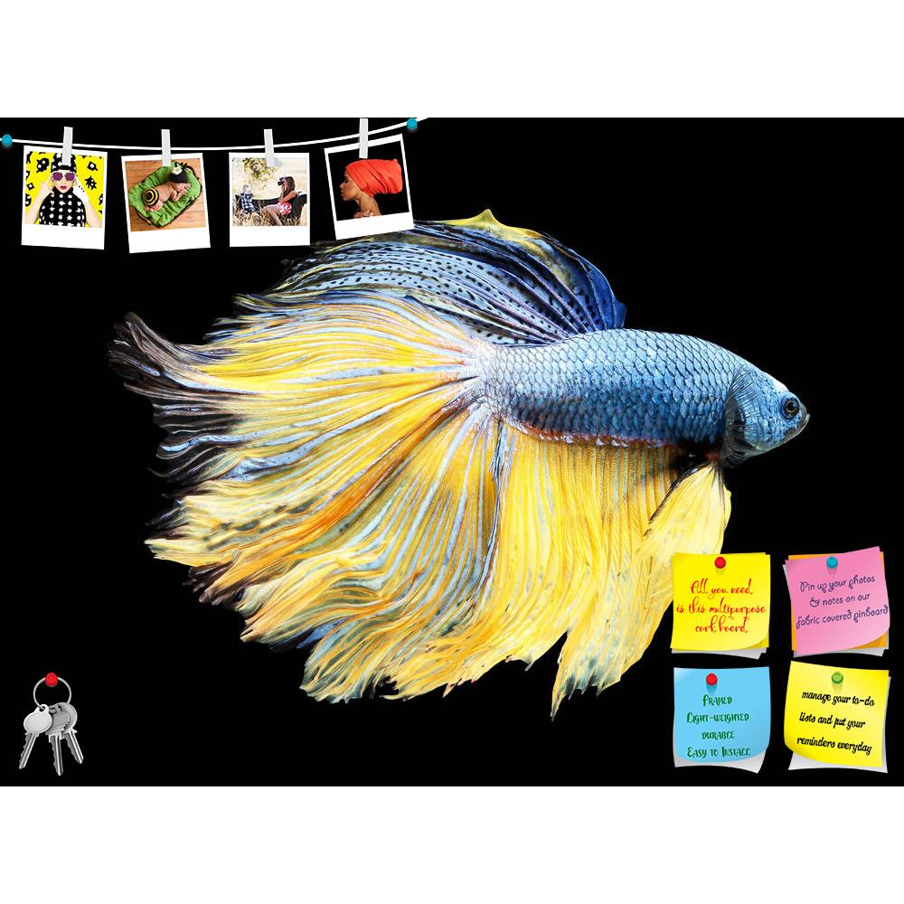 ArtzFolio Betta Fish D3 Printed Bulletin Board Notice Pin Board Soft Board | Frameless-Bulletin Boards Frameless-AZSAO46697267BLB_FL_L-Image Code 5005408 Vishnu Image Folio Pvt Ltd, IC 5005408, ArtzFolio, Bulletin Boards Frameless, Animals, Photography, betta, fish, d3, printed, bulletin, board, notice, pin, soft, frameless, siamese, fighting, splendens, isolated, black, background, aggressive, animal, aquarium, aquatic, beautiful, beauty, blue, color, colorful, domestic, dragon, dress, luxury, motion, natu