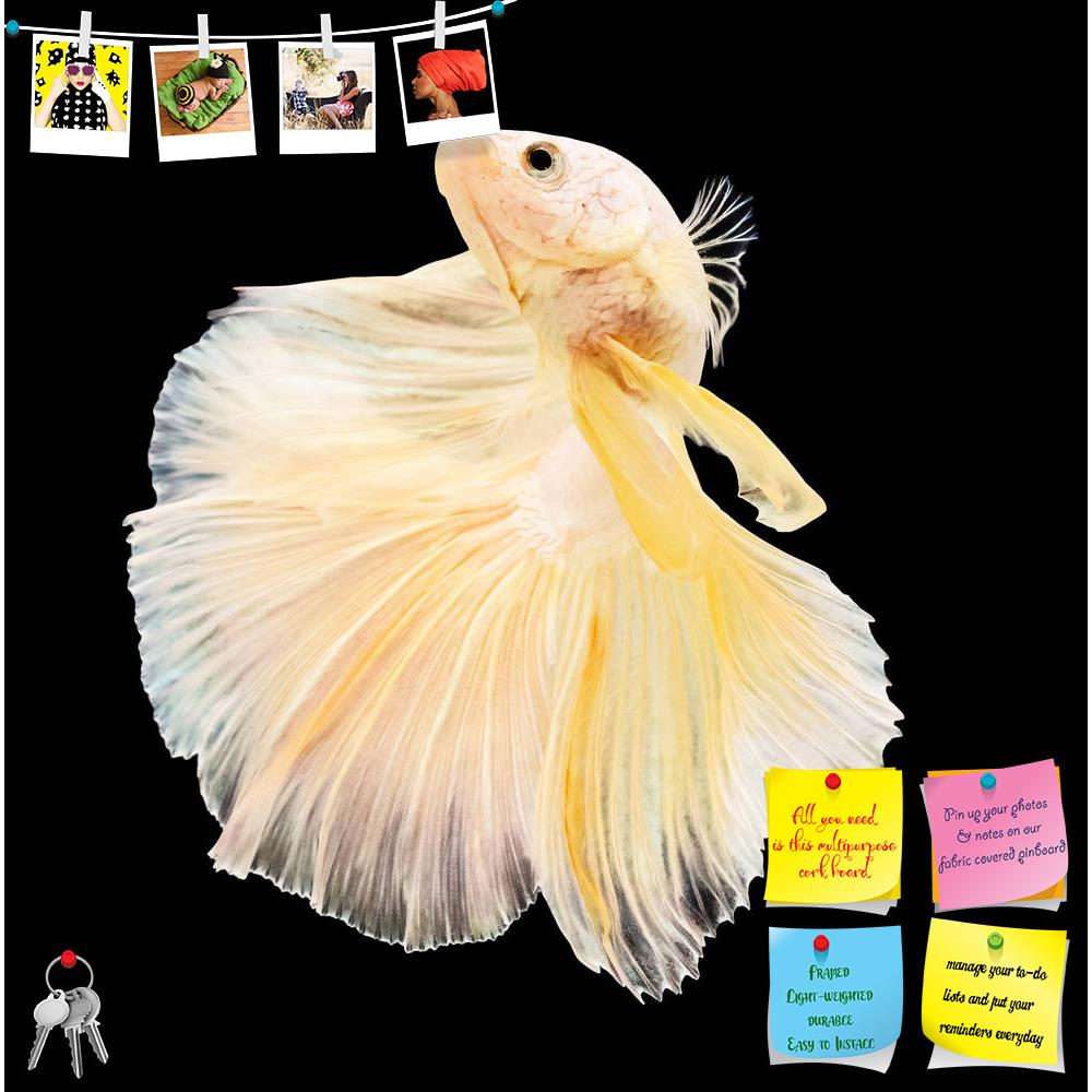 ArtzFolio Betta Fish D4 Printed Bulletin Board Notice Pin Board Soft Board | Frameless-Bulletin Boards Frameless-AZSAO46697886BLB_FL_L-Image Code 5005409 Vishnu Image Folio Pvt Ltd, IC 5005409, ArtzFolio, Bulletin Boards Frameless, Animals, Photography, betta, fish, d4, printed, bulletin, board, notice, pin, soft, frameless, siamese, fighting, splendens, halfmoon, bettaisolated, black, background, aggressive, animal, aquarium, aquatic, beautiful, beauty, blue, color, colorful, domestic, dragon, dress, isol