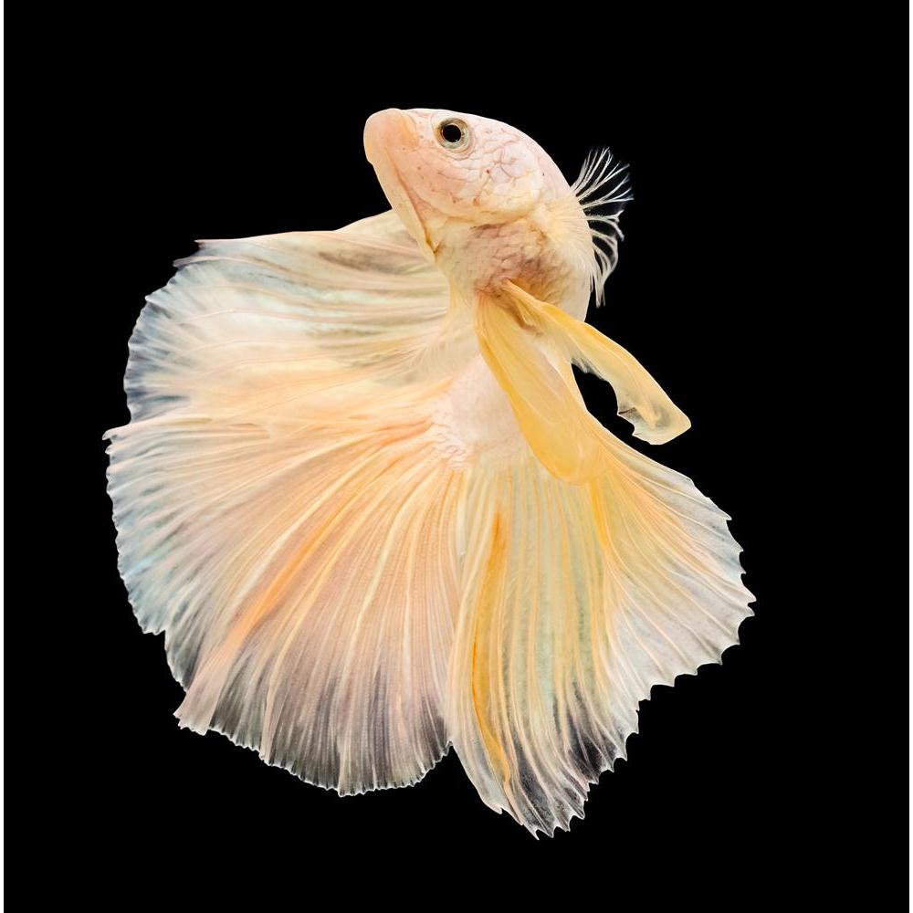 Betta Fish Canvas Painting Synthetic Frame-Paintings MDF Framing-AFF_FR-IC 5005409 IC 5005409, Animals, Black, Black and White, Nature, Pets, Scenic, Tropical, White, betta, fish, canvas, painting, synthetic, frame, aggressive, animal, aquarium, aquatic, background, beautiful, beauty, blue, color, colorful, domestic, dragon, dress, fighting, isolated, luxury, motion, pet, power, scale, siamese, tail, water, artzfolio, wall decor for living room, wall frames for living room, frames for living room, wall art,