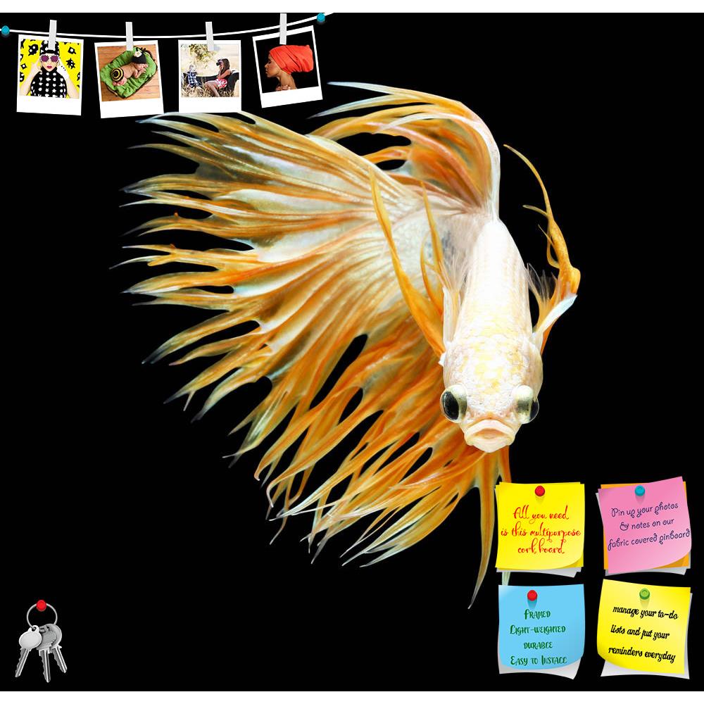 ArtzFolio Betta Fish D5 Printed Bulletin Board Notice Pin Board Soft Board | Frameless-Bulletin Boards Frameless-AZSAO47971785BLB_FL_L-Image Code 5005510 Vishnu Image Folio Pvt Ltd, IC 5005510, ArtzFolio, Bulletin Boards Frameless, Animals, Photography, betta, fish, d5, printed, bulletin, board, notice, pin, soft, frameless, siamese, fighting, splendens, crown, tail, isolated, black, background, aggressive, animal, aquarium, aquatic, beautiful, beauty, blue, color, colorful, domestic, dragon, dress, luxury,