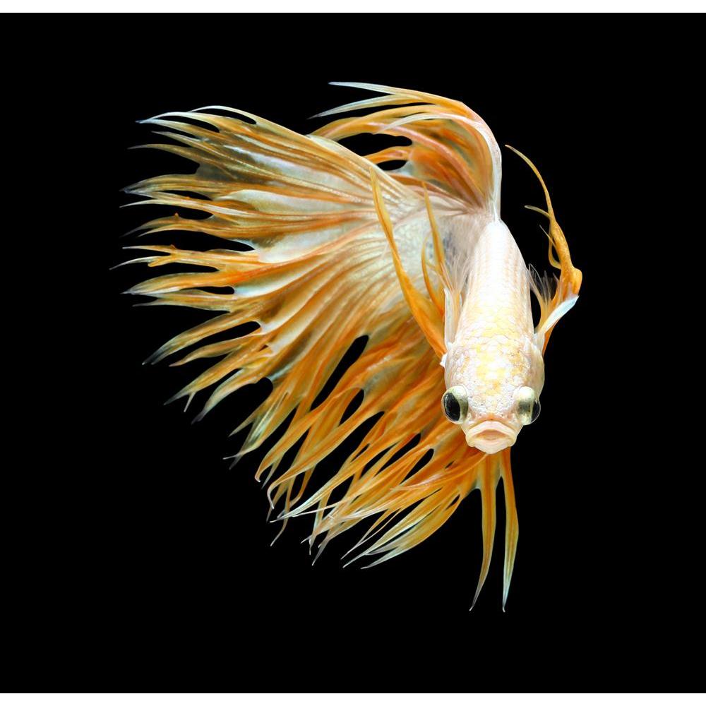 Betta Fish Canvas Painting Synthetic Frame-Paintings MDF Framing-AFF_FR-IC 5005510 IC 5005510, Animals, Black, Black and White, Nature, Pets, Scenic, Tropical, White, betta, fish, canvas, painting, synthetic, frame, aggressive, animal, aquarium, aquatic, background, beautiful, beauty, blue, color, colorful, crown, tail, domestic, dragon, dress, fighting, isolated, luxury, motion, pet, power, scale, siamese, water, artzfolio, wall decor for living room, wall frames for living room, frames for living room, wa