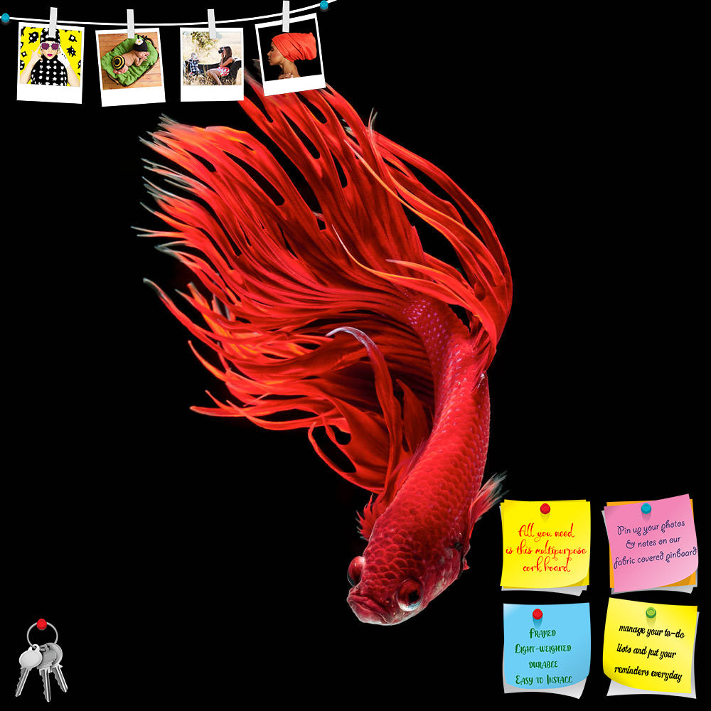 ArtzFolio Siamese Betta Fighting Fish Printed Bulletin Board Notice Pin Board Soft Board | Frameless-Bulletin Boards Frameless-AZSAO49006330BLB_FL_L-Image Code 5005548 Vishnu Image Folio Pvt Ltd, IC 5005548, ArtzFolio, Bulletin Boards Frameless, Animals, Photography, siamese, betta, fighting, fish, printed, bulletin, board, notice, pin, soft, frameless, splendens, isolated, black, background, dark, aggressive, animal, aquarium, aquatic, back, beautiful, beauty, blue, color, colorful, domestic, dragon, dress
