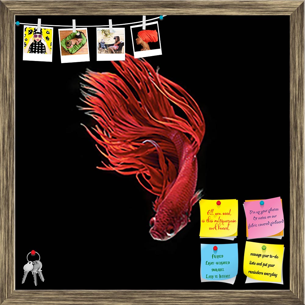 ArtzFolio Siamese Betta Fighting Fish Printed Bulletin Board Notice Pin Board Soft Board | Framed-Bulletin Boards Framed-AZSAO49006330BLB_FR_L-Image Code 5005548 Vishnu Image Folio Pvt Ltd, IC 5005548, ArtzFolio, Bulletin Boards Framed, Animals, Photography, siamese, betta, fighting, fish, printed, bulletin, board, notice, pin, soft, framed, splendens, isolated, black, background, dark, aggressive, animal, aquarium, aquatic, back, beautiful, beauty, blue, color, colorful, domestic, dragon, dress, fight, lux